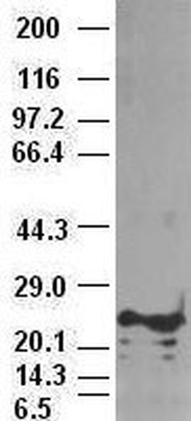 Noggin Antibody in Western Blot (WB)