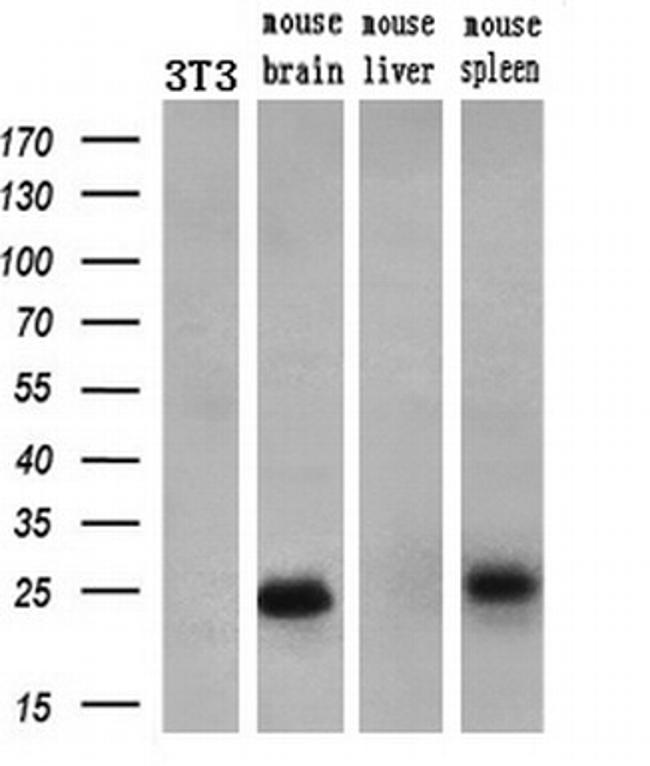 Noggin Antibody in Western Blot (WB)