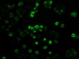 Notch1 Antibody in Immunocytochemistry (ICC/IF)