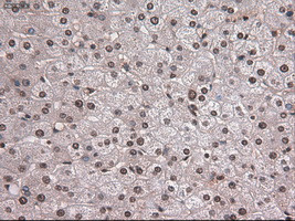 Notch1 Antibody in Immunohistochemistry (Paraffin) (IHC (P))