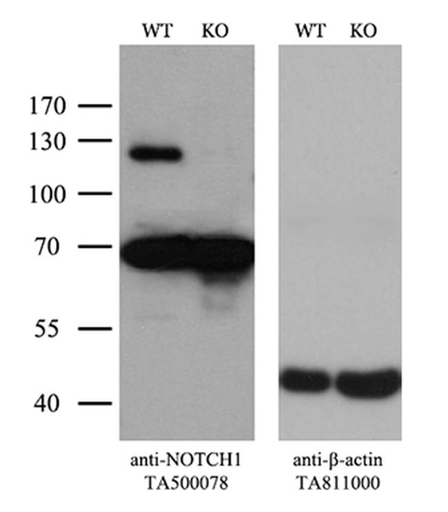 Notch1 Antibody in Western Blot (WB)