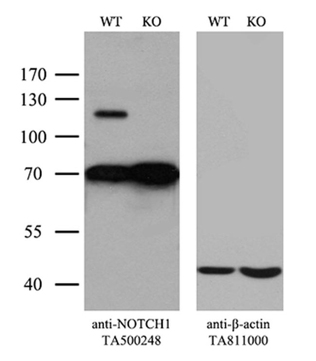 Notch1 Antibody in Western Blot (WB)