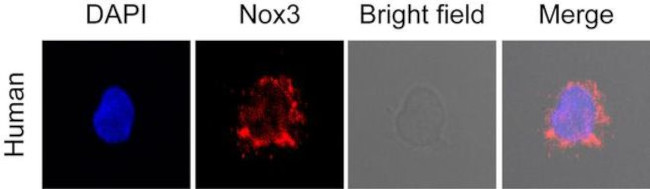 NOX3 Antibody in Immunocytochemistry (ICC/IF)