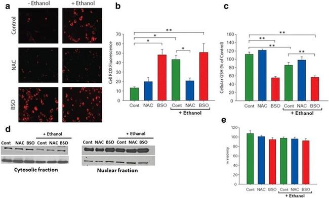 Nrf2 Antibody in Western Blot (WB)