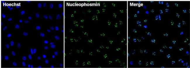 NPM1 Antibody in Immunocytochemistry (ICC/IF)