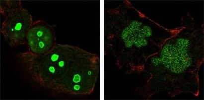 NPM1 Antibody in Immunocytochemistry (ICC/IF)