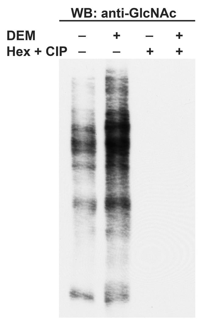 O-linked N-acetylglucosamine (O-GlcNAc) Antibody in Western Blot (WB)