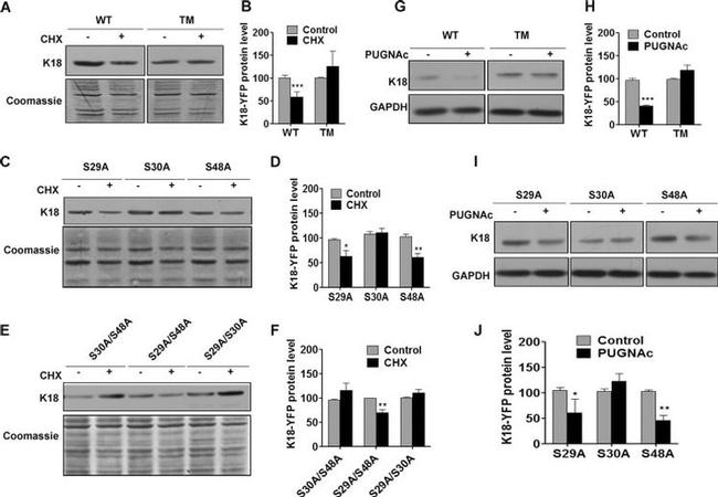 O-linked N-acetylglucosamine (O-GlcNAc) Antibody in Western Blot (WB)