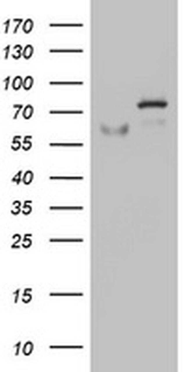 OAS2 Antibody in Western Blot (WB)