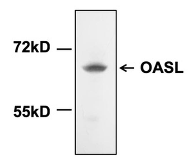 OASL Antibody in Western Blot (WB)