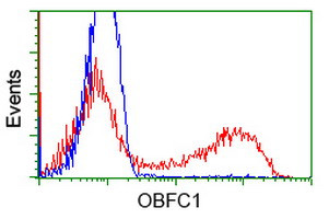 OBFC1 Antibody in Flow Cytometry (Flow)