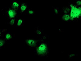 OBFC1 Antibody in Immunocytochemistry (ICC/IF)