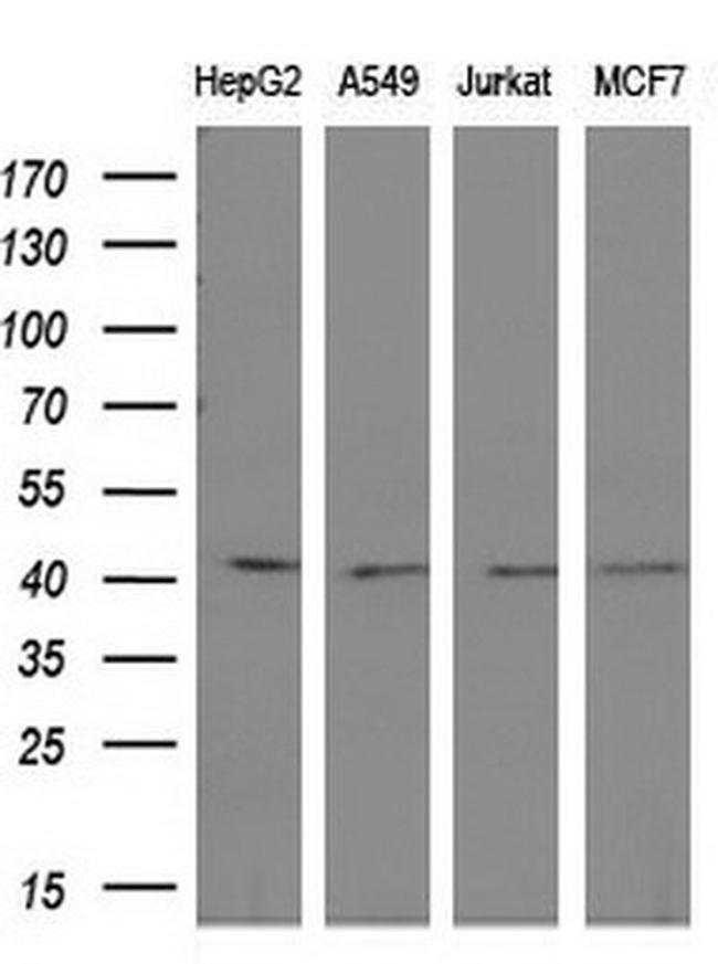 OBFC1 Antibody in Western Blot (WB)