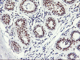 OBFC2B Antibody in Immunohistochemistry (Paraffin) (IHC (P))