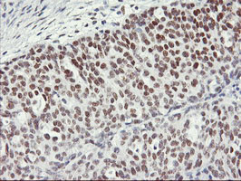 OBFC2B Antibody in Immunohistochemistry (Paraffin) (IHC (P))