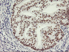 OBFC2B Antibody in Immunohistochemistry (Paraffin) (IHC (P))