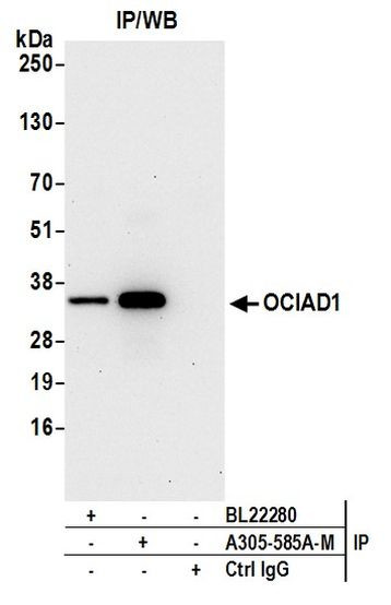 OCIAD1 Antibody in Immunoprecipitation (IP)