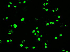 OCT4 Antibody in Immunocytochemistry (ICC/IF)