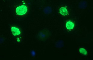 OCT4 Antibody in Immunocytochemistry (ICC/IF)