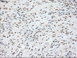 OCT4 Antibody in Immunohistochemistry (Paraffin) (IHC (P))