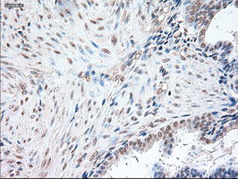 OCT4 Antibody in Immunohistochemistry (Paraffin) (IHC (P))