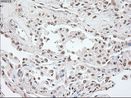 OCT4 Antibody in Immunohistochemistry (Paraffin) (IHC (P))