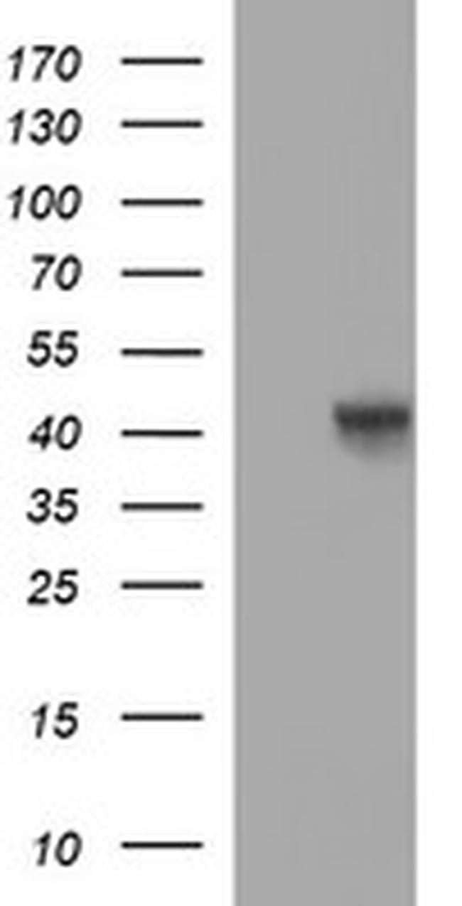 OCT4 Antibody in Western Blot (WB)