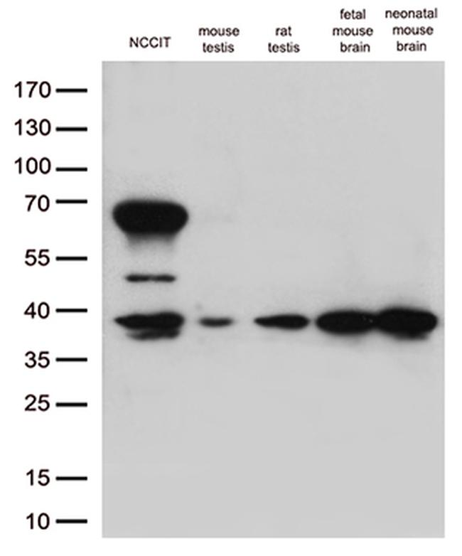 OCT4 Antibody in Western Blot (WB)