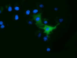 ODC1 Antibody in Immunocytochemistry (ICC/IF)