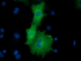 ODC1 Antibody in Immunocytochemistry (ICC/IF)