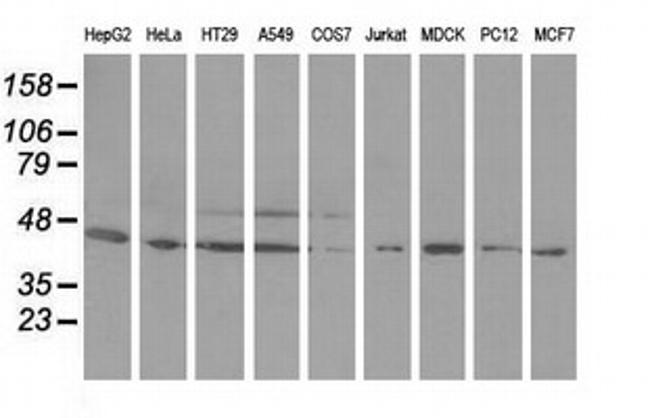 ODC1 Antibody in Western Blot (WB)