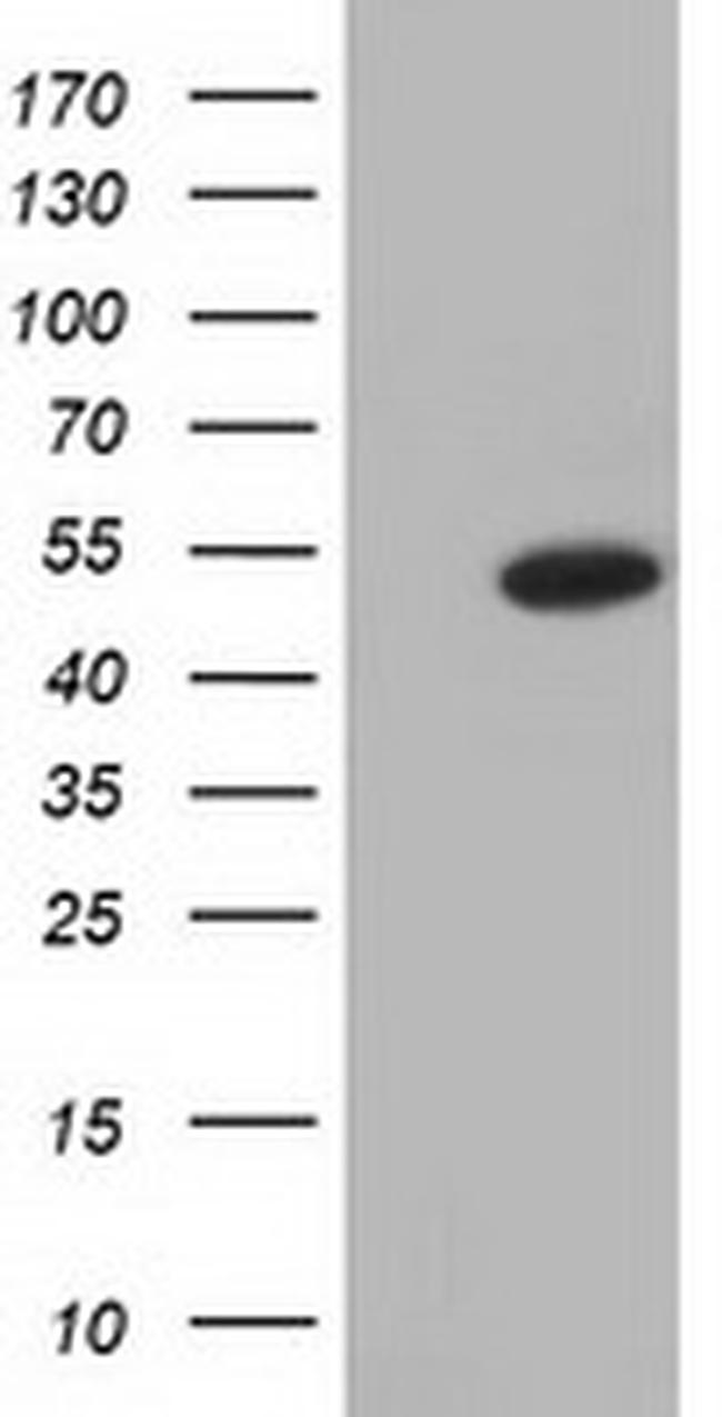 ODC1 Antibody in Western Blot (WB)