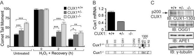 OGG1 Antibody in Western Blot (WB)