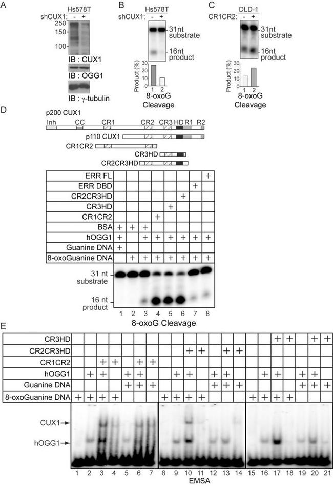 OGG1 Antibody in Western Blot (WB)