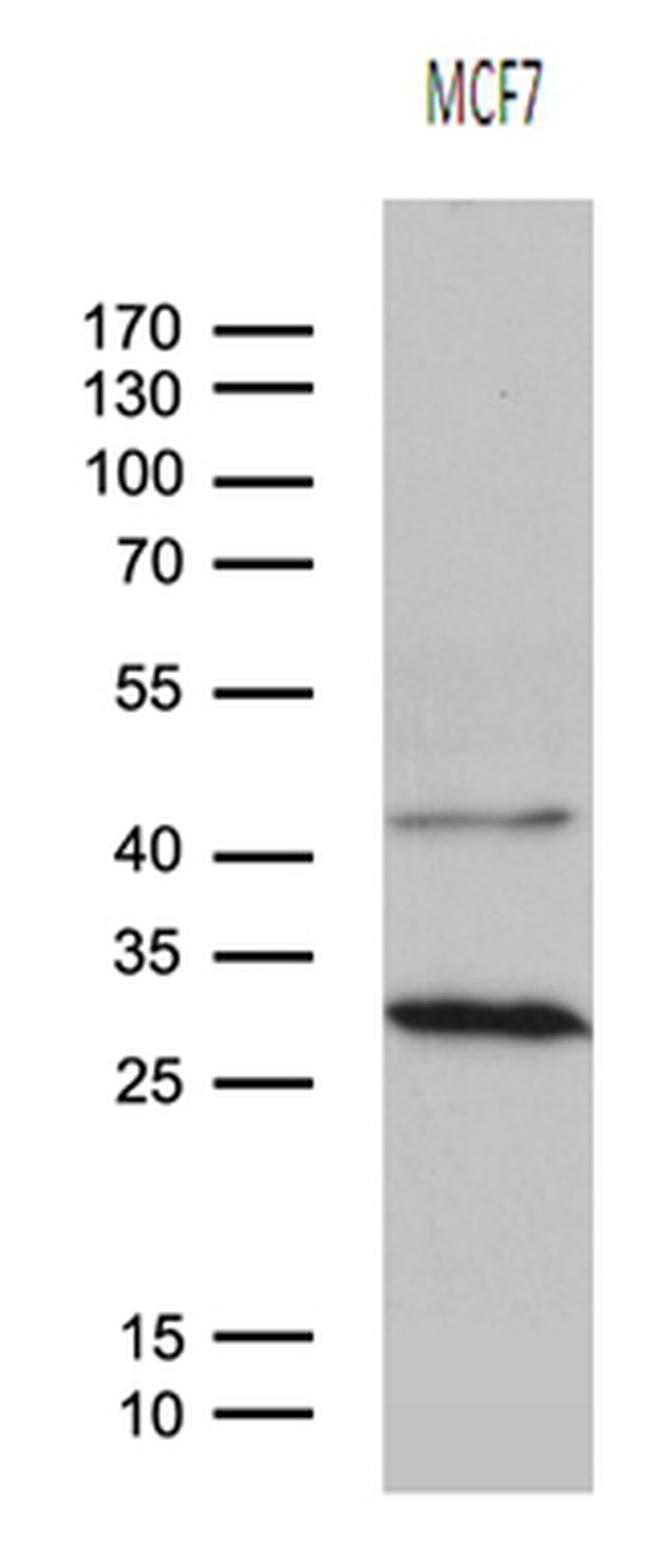 OIP5 Antibody in Western Blot (WB)