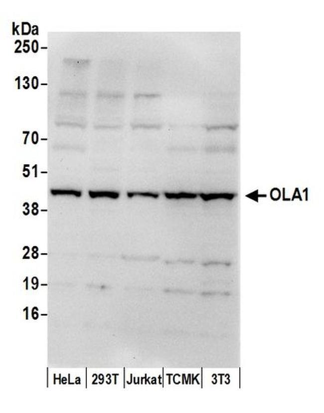 OLA1 Antibody in Western Blot (WB)
