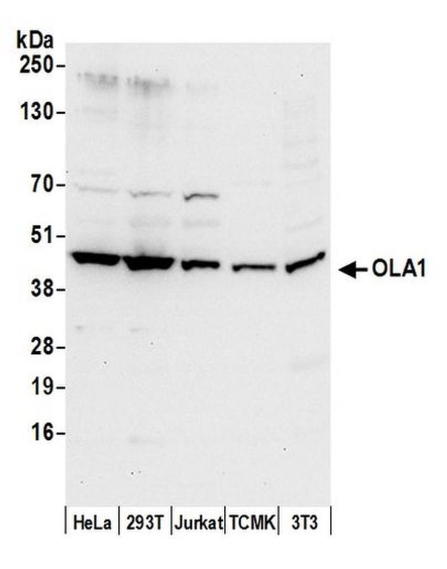 OLA1 Antibody in Western Blot (WB)