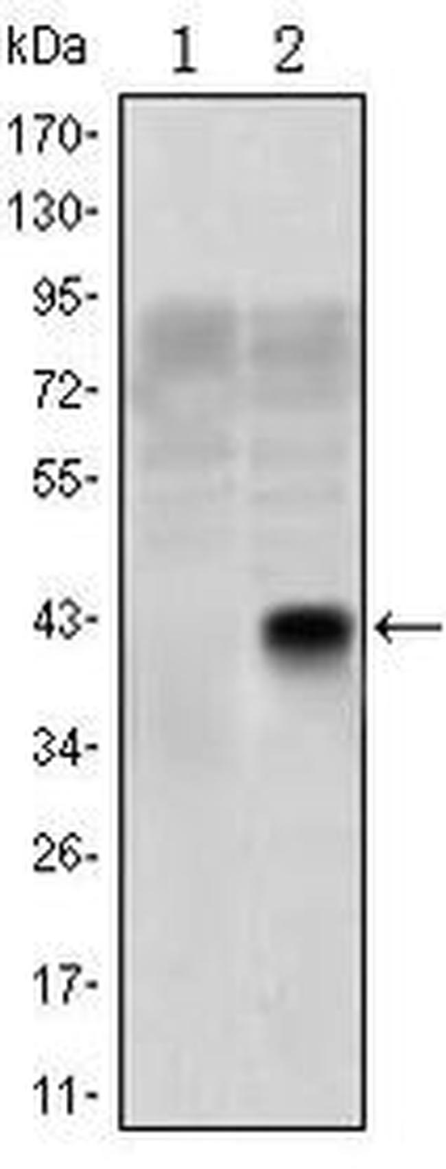 OLIG2 Antibody in Western Blot (WB)