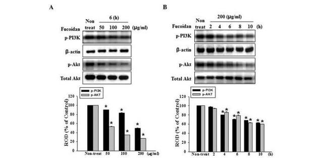 Phospho-AKT1 (Ser473) Antibody in Western Blot (WB)