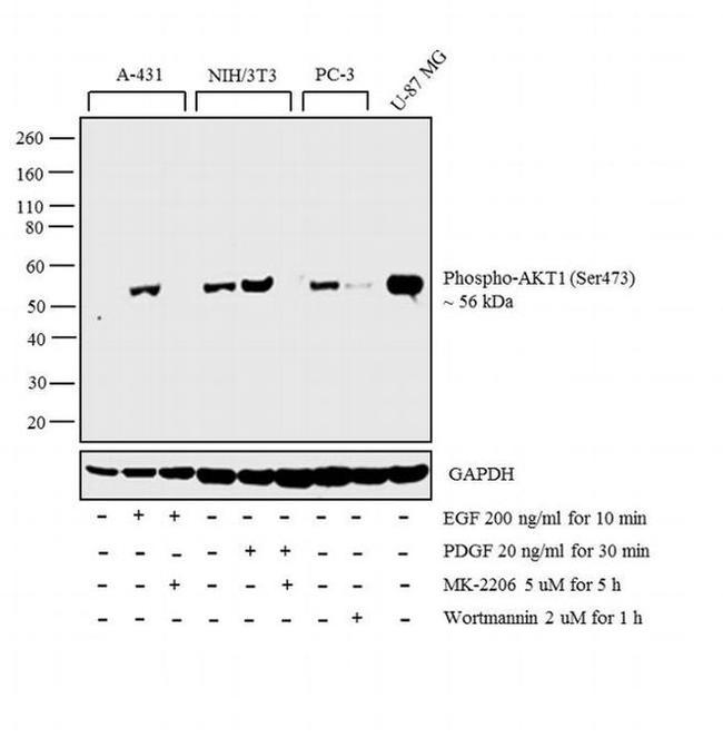 Phospho-AKT1 (Ser473) Antibody in Western Blot (WB)