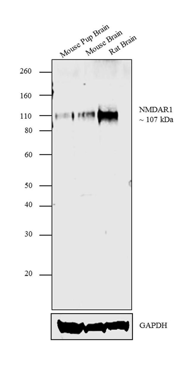 NMDAR1 Antibody in Western Blot (WB)