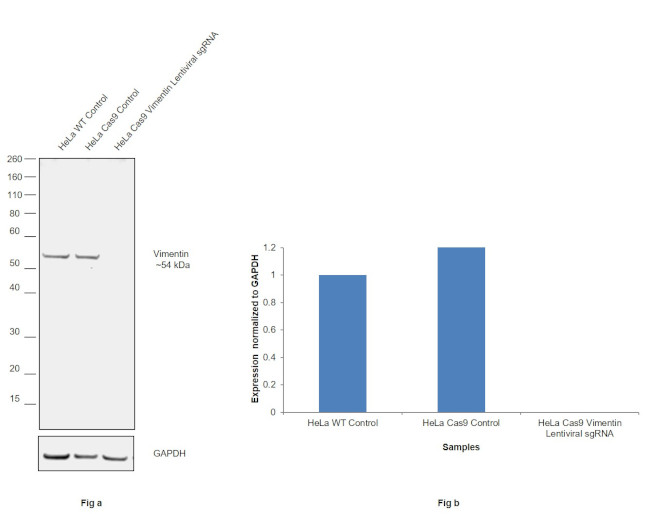 Vimentin Antibody