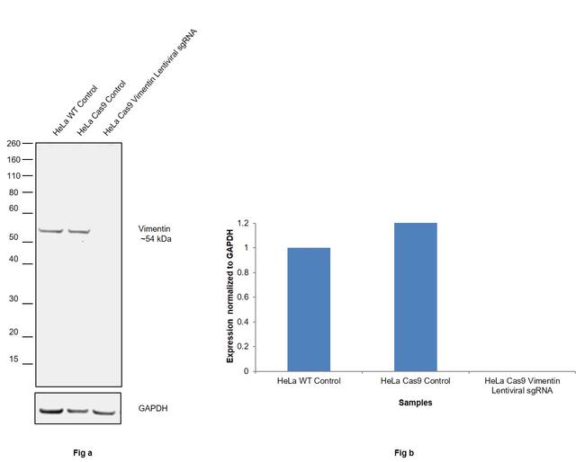 Vimentin Antibody in Western Blot (WB)