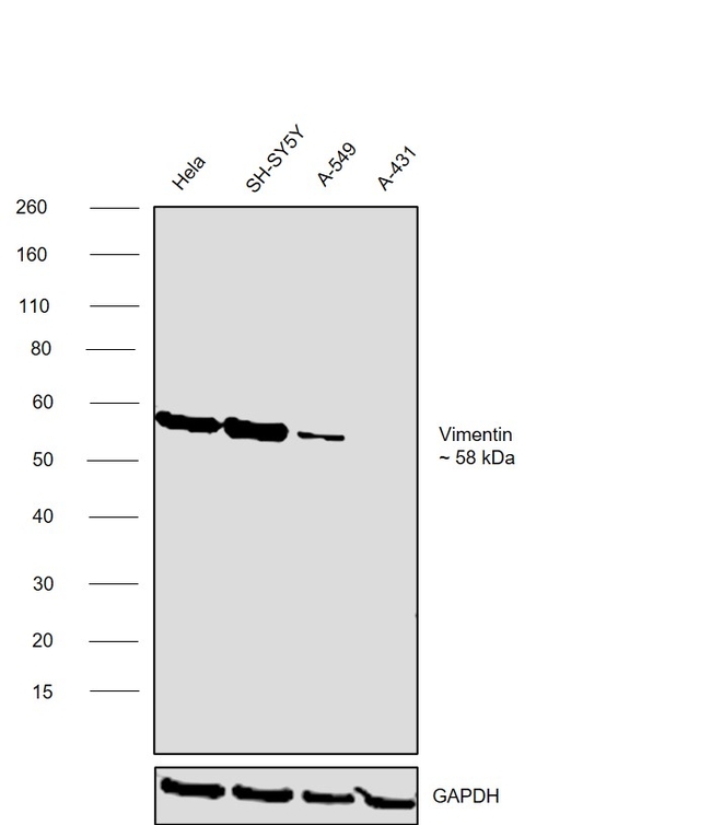 Vimentin Antibody in Western Blot (WB)