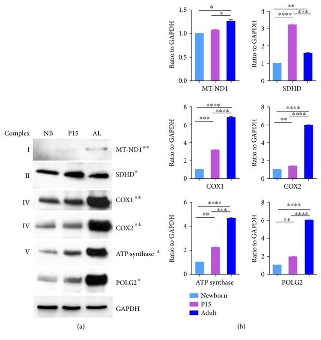 MTCO1 Antibody in Western Blot (WB)