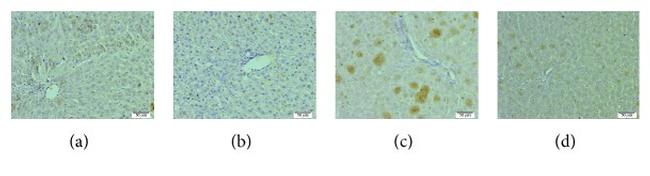 Caspase 3 Antibody in Immunohistochemistry (Paraffin) (IHC (P))