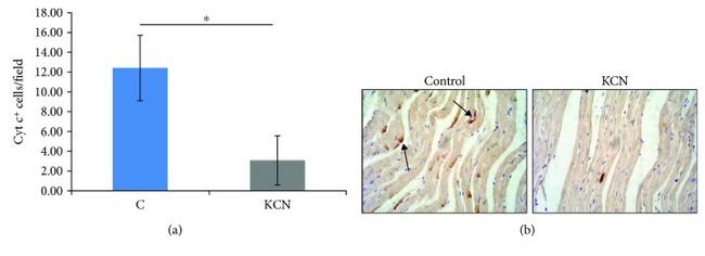 Cytochrome C Antibody in Immunohistochemistry (Paraffin) (IHC (P))