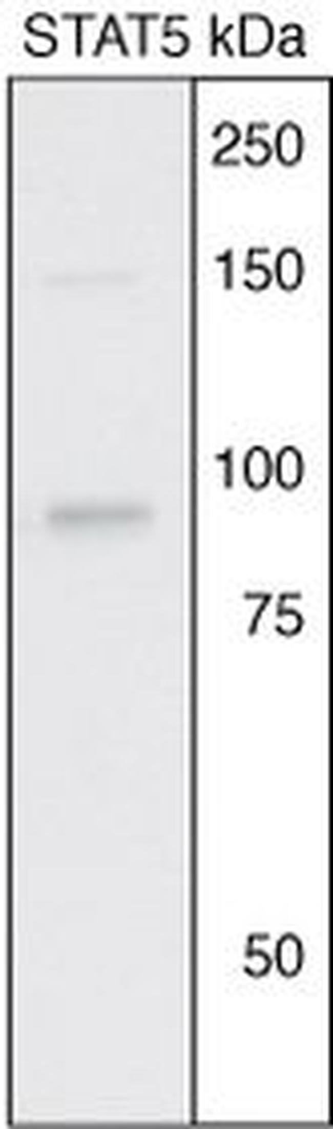 STAT5 alpha/beta Antibody in Western Blot (WB)