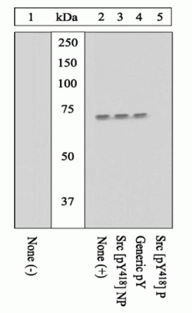 Phospho-SRC (Tyr418) Antibody in Western Blot (WB)