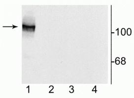 NMDAR1 Antibody in Western Blot (WB)